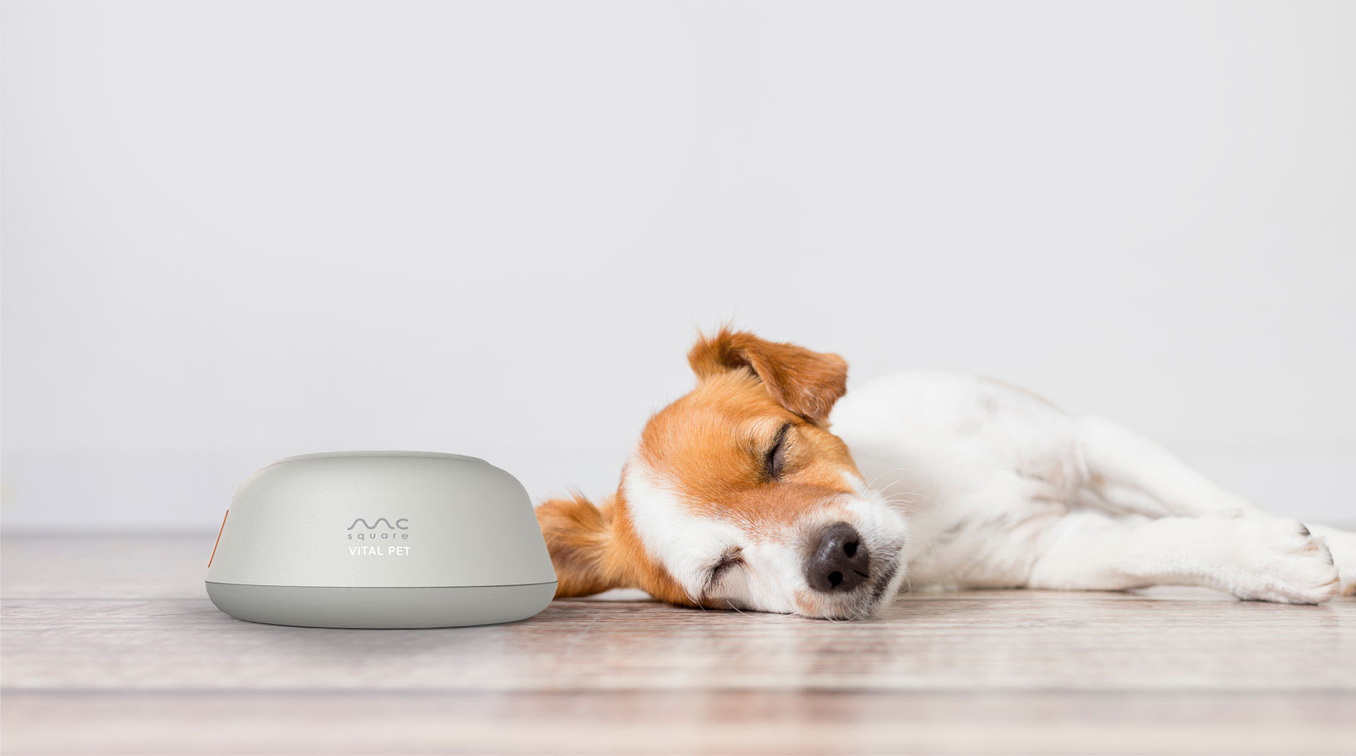 ViTAL PETのそばでくつろぐ犬