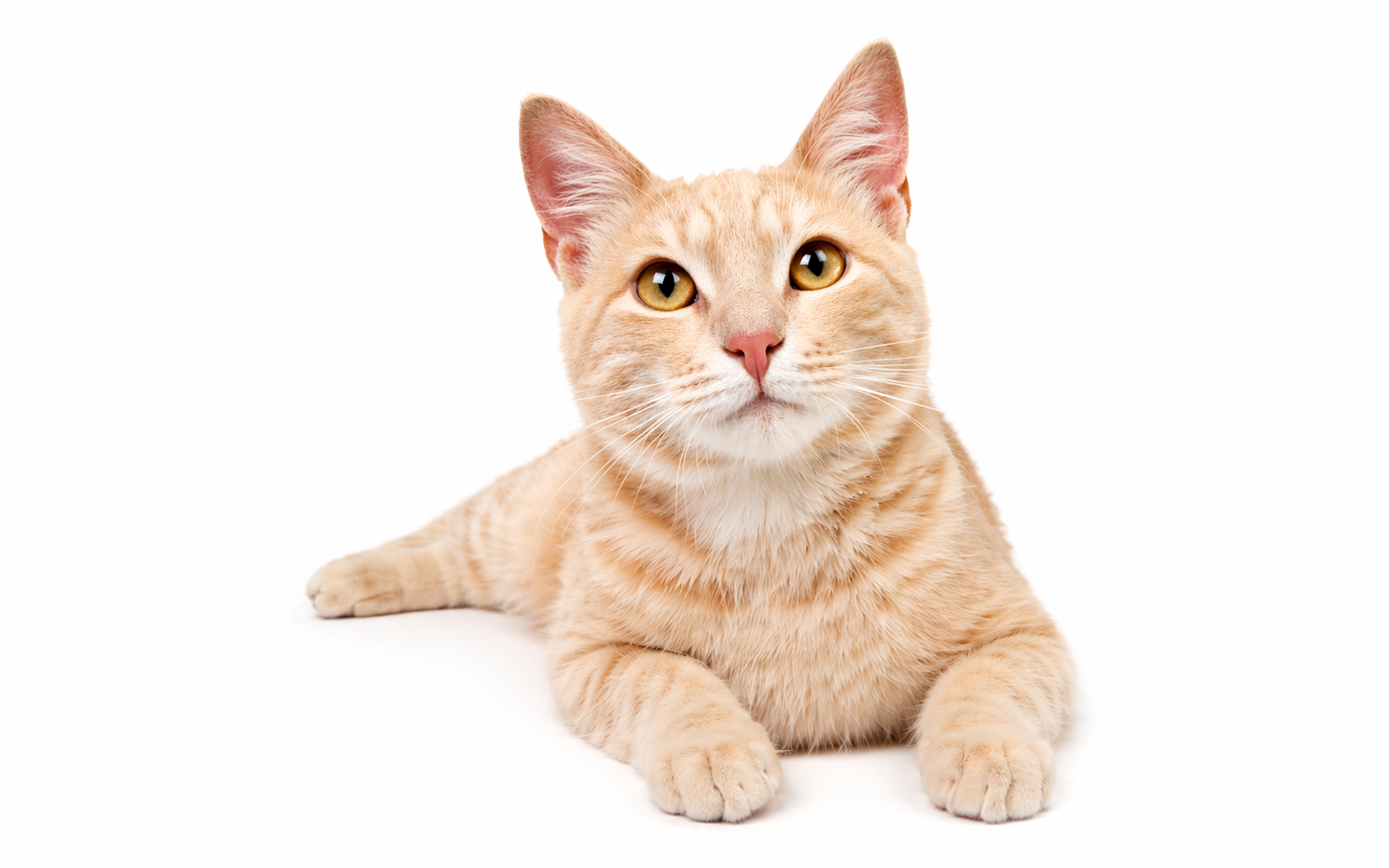 ViTAL PETの対象となるクリーム色の猫