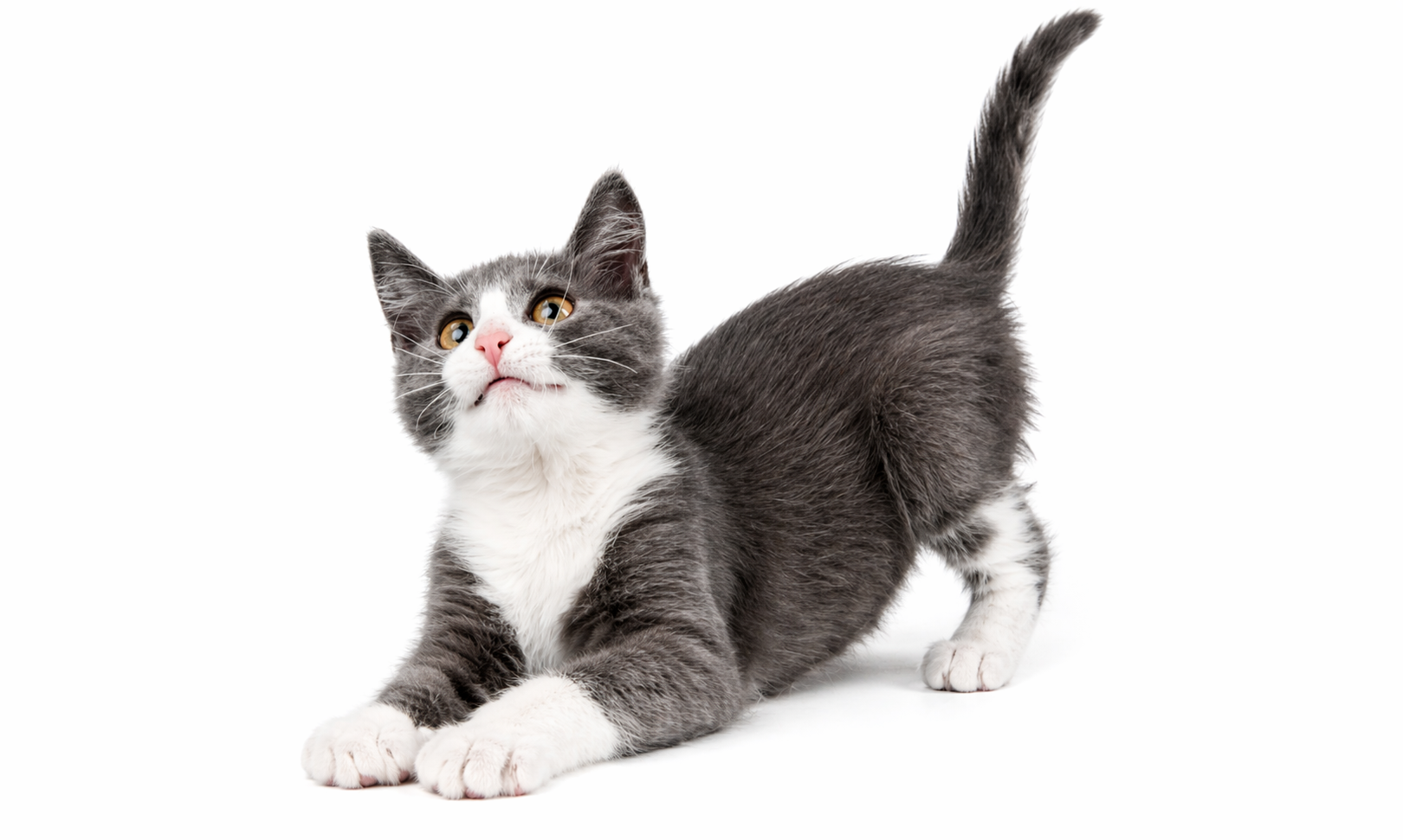 ViTAL PETの対象となるグレーと白の猫