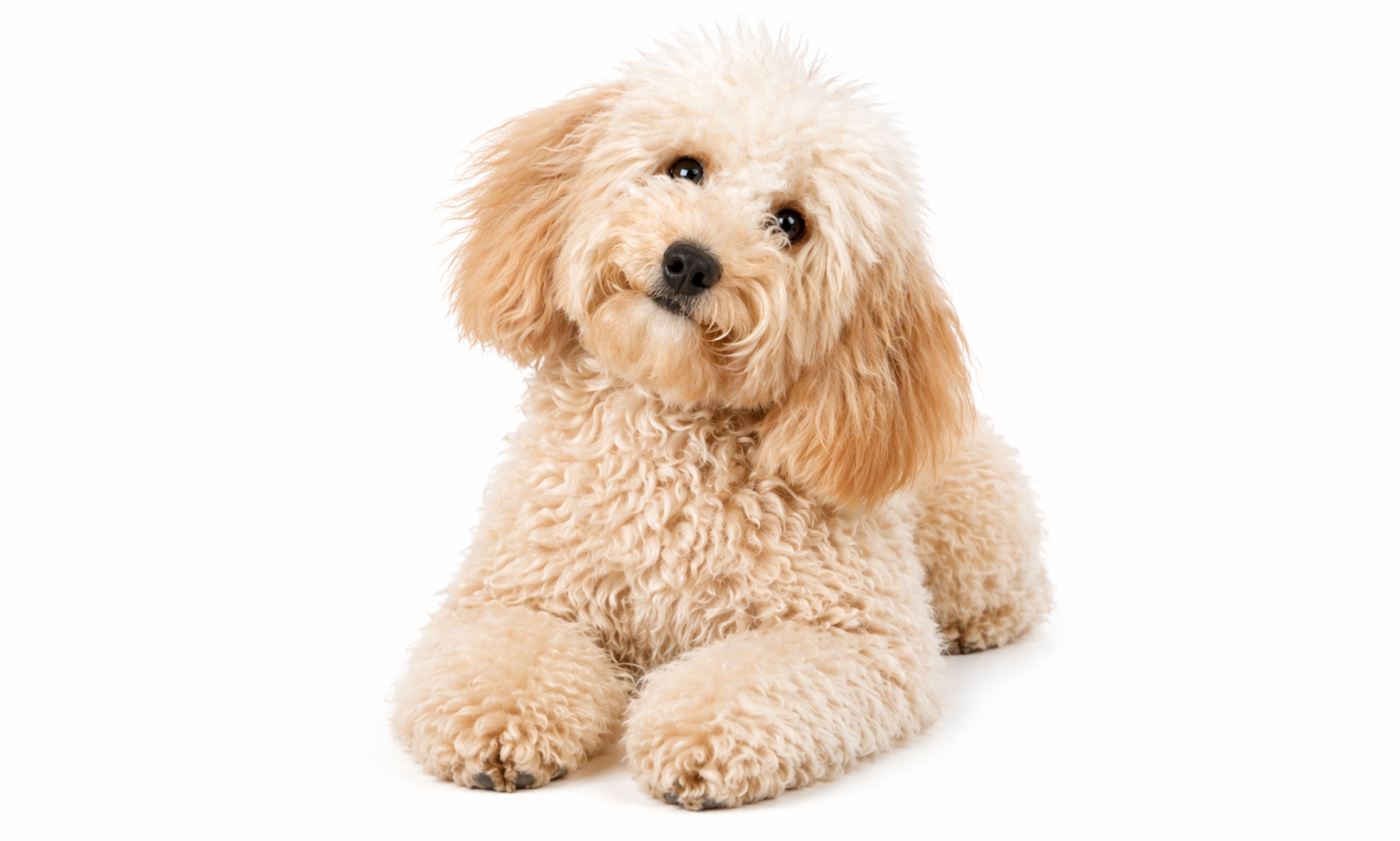 ViTAL PETの対象となる小型犬